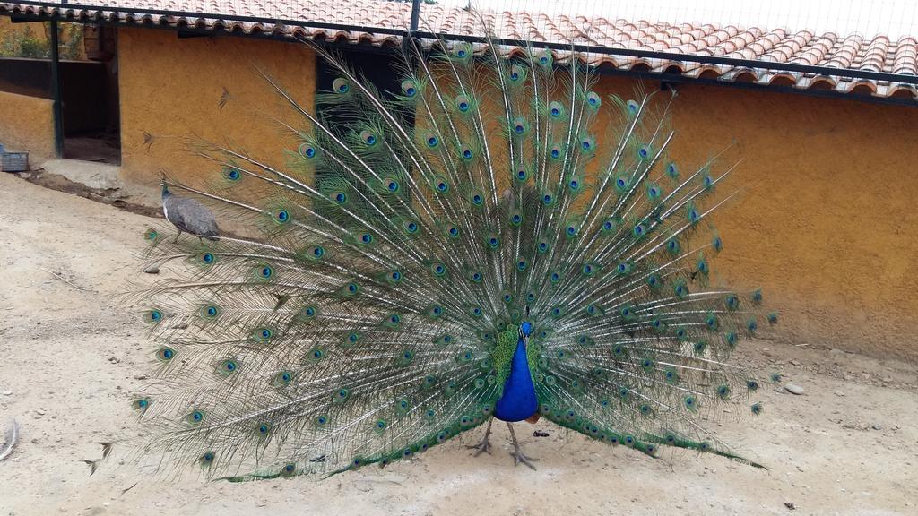 Quinta Da Mina Villa Monsanto Bagian luar foto