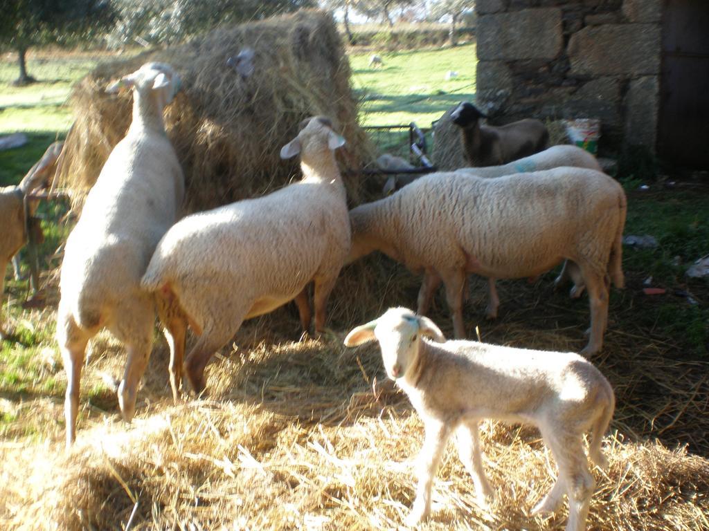 Quinta Da Mina Villa Monsanto Bagian luar foto