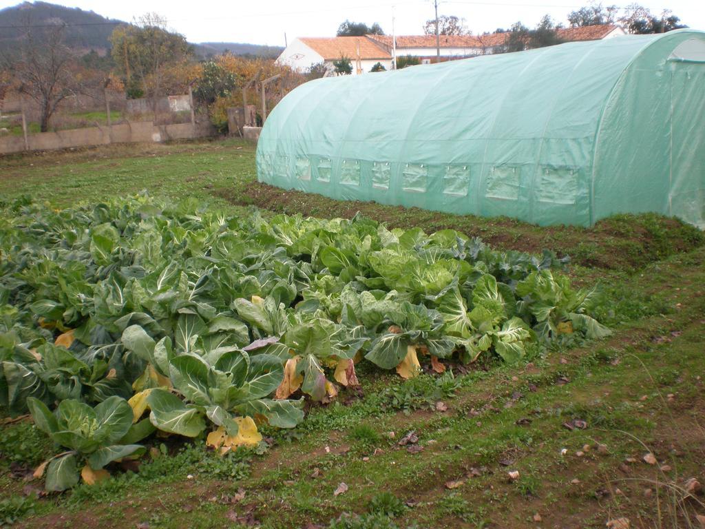 Quinta Da Mina Villa Monsanto Bagian luar foto